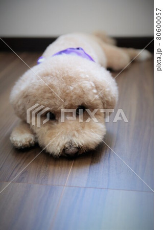 愛犬のお昼寝タイム 80600057