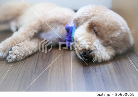 愛犬のお昼寝タイム 80600059
