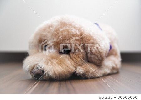 愛犬のお昼寝タイム 80600060