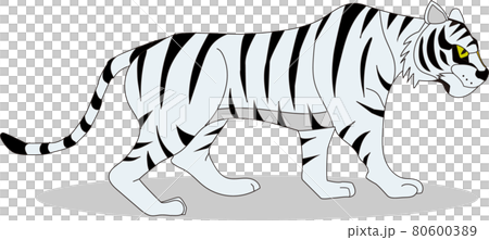 白虎插圖（水平/陰影） 80600389