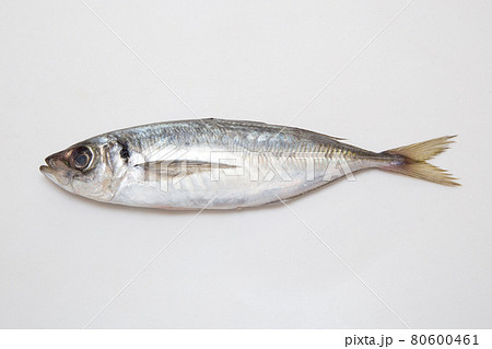 マアジ マアジ 80600461