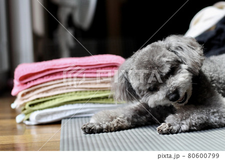 歯磨きガムを食べるトイプードルの表情 80600799