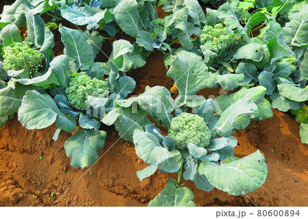収穫前のブロッコリー畑の風景2 80600894