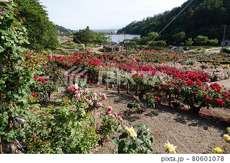 満開のバラ 薔薇 ばら 東沢バラ公園 満開のバラ 薔薇 ばら 東沢バラ公園 80601078