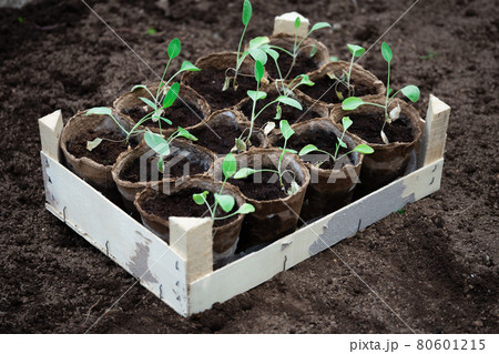 Cabbage seedlings in peat pots in wooden box standing on the ground before planting Cabbage seedlings in peat pots in wooden box standing on the ground before planting 80601215