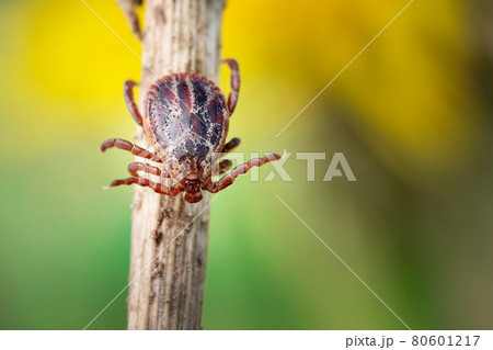 Mite crawling along a dry grass outdoors macro Mite crawling along a dry grass outdoors macro 80601217