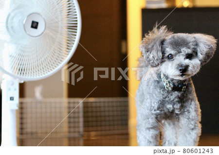 扇風機とトイプードル 扇風機とトイプードル 80601243