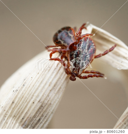 Blood-sucking mites on a dry blade of grass outdoors in spring macro Blood-sucking mites on a dry blade of grass outdoors in spring macro 80601260