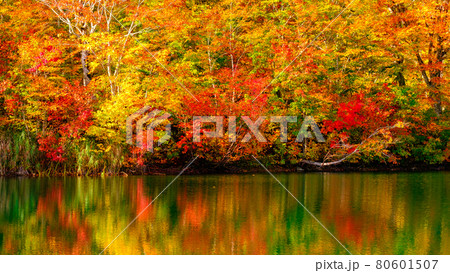 鎌池の紅葉 鎌池の紅葉 80601507