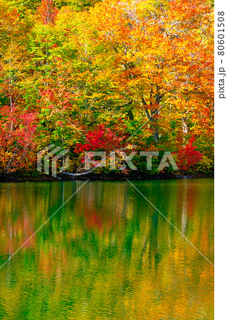 鎌池の紅葉 80601508