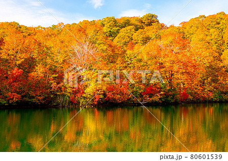 鎌池の紅葉 80601539
