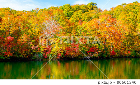 鎌池の紅葉 鎌池の紅葉 80601540