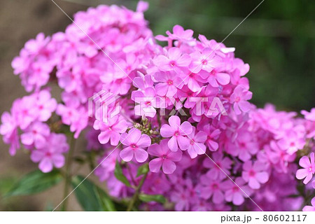 宿根フロックス赤花（クサキョウチクトウ） 80602117