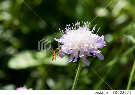 夏の庭の満開の松虫草とアブ 80602272