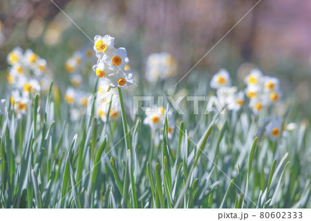 【東京都】早春の京王百草園 ニホンズイセン 【東京都】早春の京王百草園 ニホンズイセン 80602333