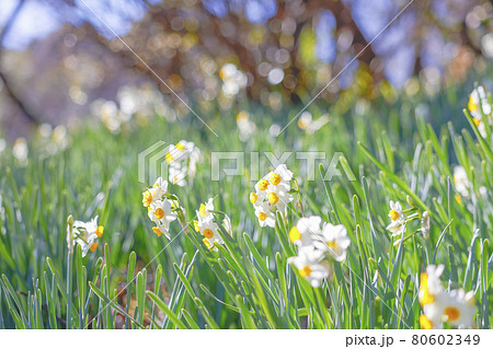 【東京都】早春の京王百草園　ニホンズイセン 80602349