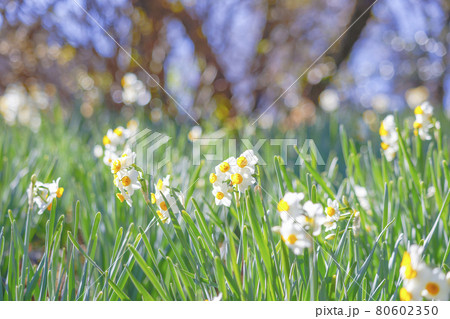 【東京都】早春の京王百草園 ニホンズイセン 【東京都】早春の京王百草園 ニホンズイセン 80602350