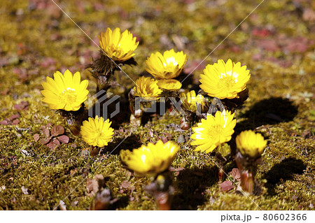 フクジュソウ フクジュソウ 80602366