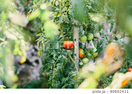 Green branches of tomatoes grow on props Green branches of tomatoes grow on props 80602411