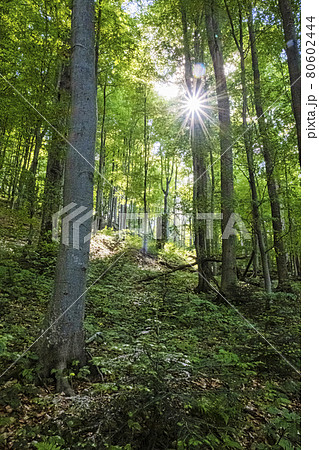 Sunrays in primeval forest Stuzica, Poloniny, Slovakia Sunrays in primeval forest Stuzica, Poloniny, Slovakia 80602444