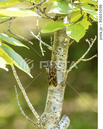 木にとまるアブラゼミ 木にとまるアブラゼミ 80603096