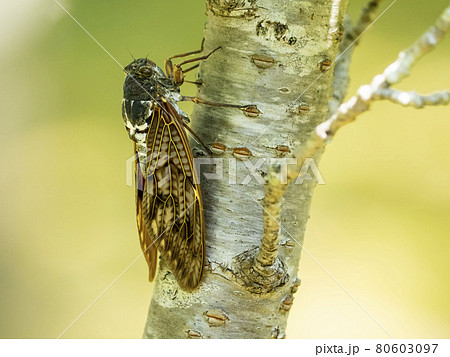 木にとまるアブラゼミ 80603097