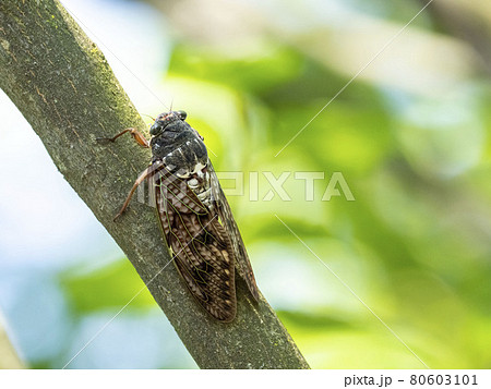 木にとまるアブラゼミ 80603101