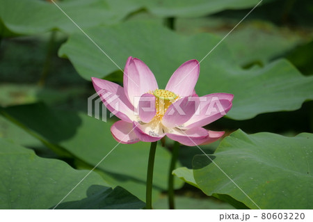 周東町の古代ハス 周東町の古代ハス 80603220