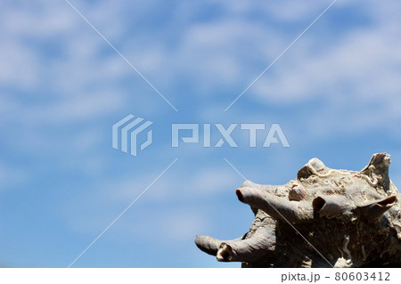 空とサザエの殻 空とサザエの殻 80603412