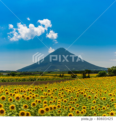 ひまわり畑と開聞岳：鹿児島県指宿市にある開聞岳は薩摩富士と呼ばれている 80603425