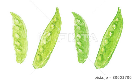 水彩色鉛筆で描いた絹さやのイラスト 80603706