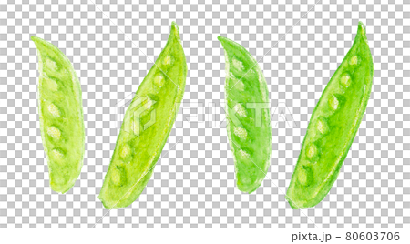 用水彩筆繪製的絲綢豆莢的插圖 80603706