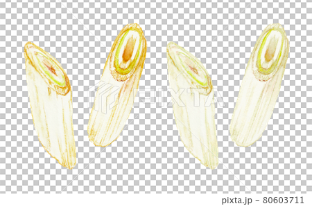 水彩色鉛筆で描いたカット白ネギのイラスト 80603711