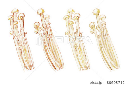 水彩色鉛筆で描いたカットえのきのイラスト 80603712