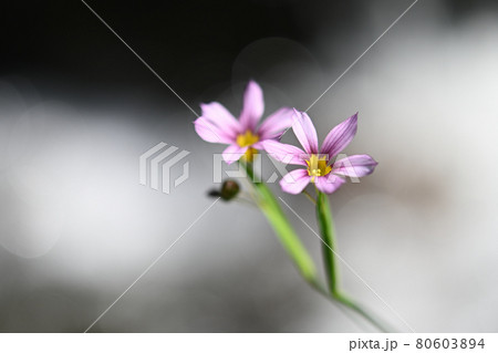 ニワゼキショウの赤紫の花が二つ咲いている。 80603894