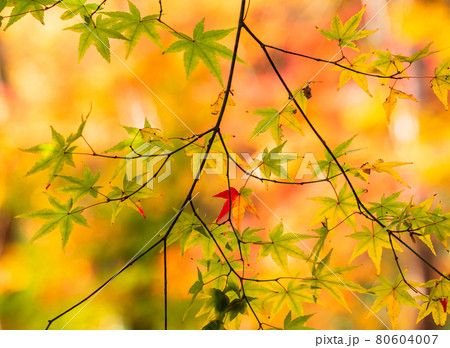 秋・紅葉イメージ　祇王寺 80604007