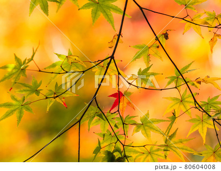 秋・紅葉イメージ 祇王寺 秋・紅葉イメージ 祇王寺 80604008