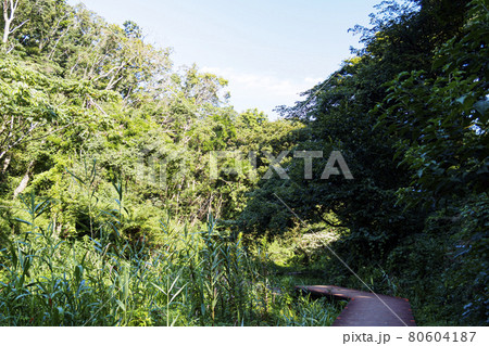 夏空と湿原 80604187