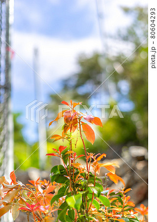 宍粟50名山の一つ、花咲山登山道に咲くアセビ（馬酔木（兵庫県宍粟市一宮町）※作品コメント欄に撮影位置 80604293