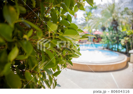 close-up of green leaves on the background of the pool on a sunny day in blur 80604316