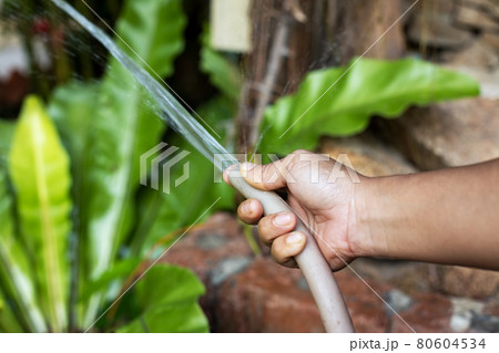 asian dark skinned female hand with garden hose watering plants. close up, soft focus asian dark skinned female hand with garden hose watering plants. close up, soft focus 80604534