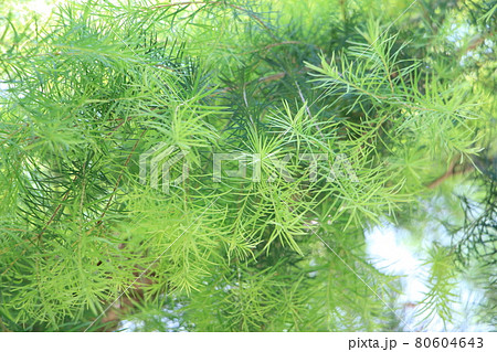 アロマの精油のティートリーの葉 80604643