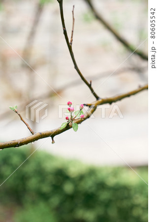 Pink buds on a peach tree branch 80605542