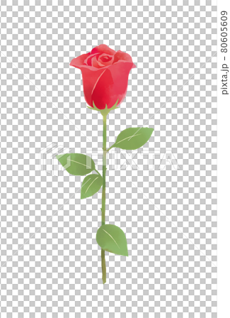 水彩タッチの一輪のきれいなバラのイラストレーション 80605609