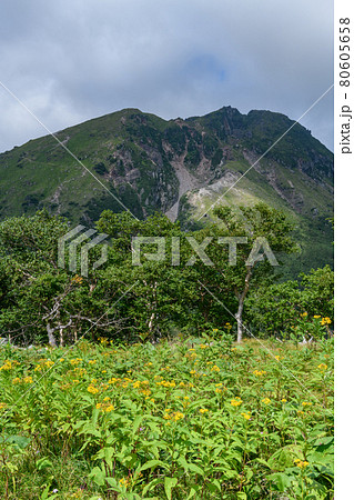 夏の日光白根山とハンゴンソウ 80605658