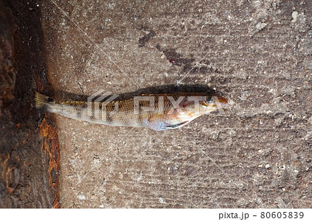 波止で小魚釣り　トラギス 80605839