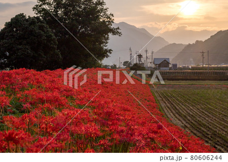 【星谷の彼岸花】夕暮れに咲く彼岸花 80606244