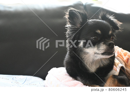 横を向くチワワ 80606245