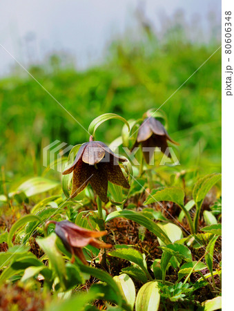 山形県 月山山頂に咲くクロユリ 80606348