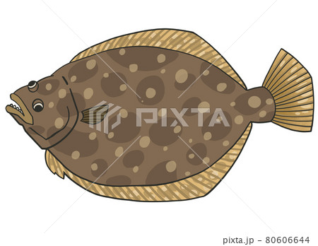 ヒラメ イラスト ヒラメ イラスト 80606644